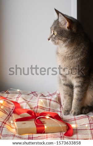 A gray cat sits next to Christmas and New Year's gifts. Cozy Christmas. Cat and Christmas lights. Selective focus.