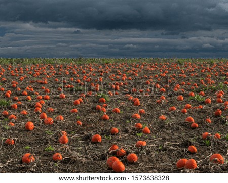 Pumpkin field in rural area below menacing clouds