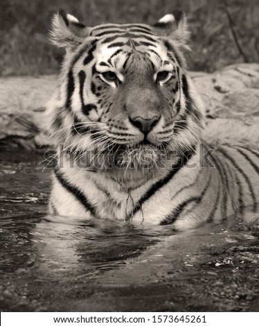 In water the Amur Siberian tiger is a Panthera tigris tigris population in the Far East, particularly the Russian Far East and Northeast China