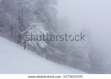 A fairy-tale white winter in a charming Carpathian forest with trees covered with lots of snow.
