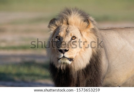 African lion (Panthera leo) - Male, Kgalagadi Transfrontier Park, Kalahari desert, South Africa.