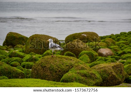 A grey and white seagull standing on vibrant green mossy rocks on the shore of Vancouver Harbour at the edge of Stanley Park on a cloudy day.