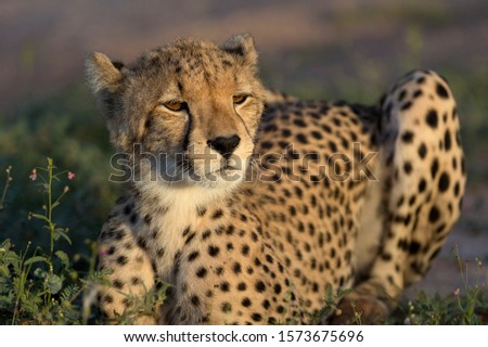 Cheetah (Acinonyx jubatus) - Young, Kgalagadi Transfrontier Park, Kalahari desert, South Africa.