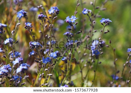 Blooming wood forget-me-not ( Myosotis sylvatica ) with blue blossoms on a meadow