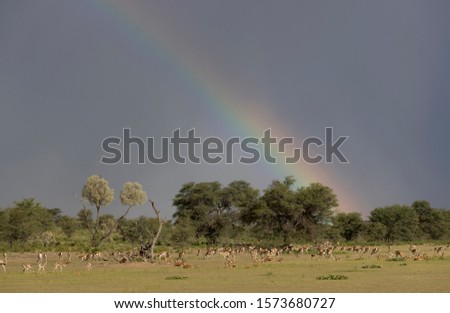Rainbow in the sky. Stormy clouds and green meadows are part of this wonderful landscape, during the rainy season, Kgalagadi Transfrontier Park, Kalahari desert, South Africa.