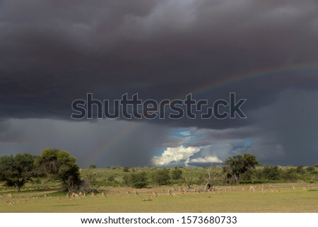 Rainbow in the sky. Stormy clouds and green meadows are part of this wonderful landscape, during the rainy season, Kgalagadi Transfrontier Park, Kalahari desert, South Africa.