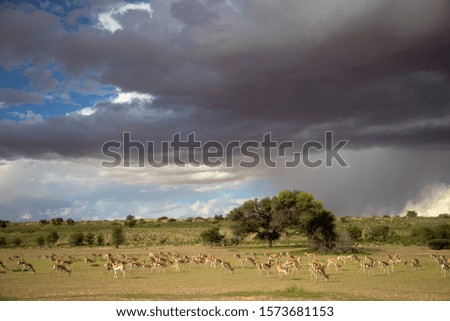 Springbok (Antidorcas marsupialis). Stormy clouds and green meadows are part of this wonderful landscape, during the rainy season, Kgalagadi Transfrontier Park, Kalahari desert, South Africa.