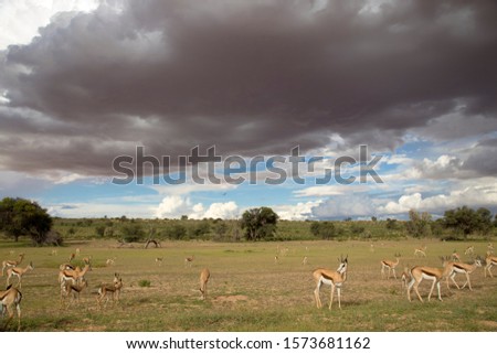 Springbok (Antidorcas marsupialis). Stormy clouds and green meadows are part of this wonderful landscape, during the rainy season, Kgalagadi Transfrontier Park, Kalahari desert, South Africa.