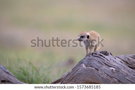 Suricate (Suricata suricatta) - Young, on a wooden log. Kgalagadi Transfrontier Park, Kalahari desert, South Africa.