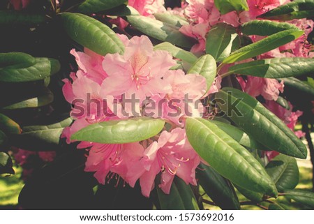 beautiful red rhododendron in the summer warm sun in a green garden