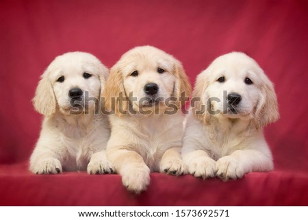 Three little smart puppy of breed Golden Retriever lie on a pink background and posing Royalty-Free Stock Photo #1573692571