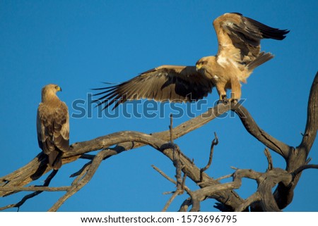 Tawny eagle (Aquila rapax) on the branch, is a large bird of prey. kgalagadi Transfrontier Park, Kalhari desert, South Africa.