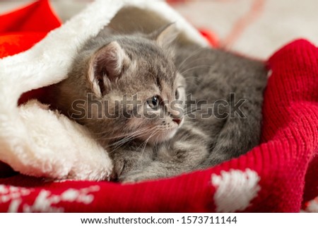 Christmas Cat. Beautiful little tabby sleeping kitten, kitty, cat in red Santa Claus hat near Christmas gift boxes and chrismas tree. Happy New Year animal pet. Close up