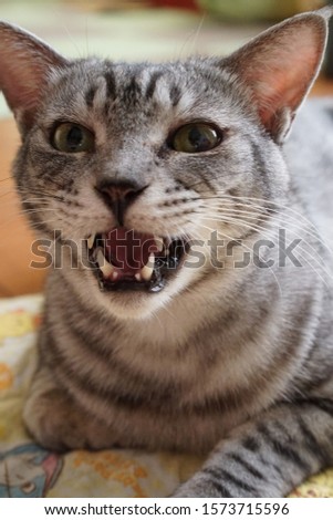 A silver tabby cat that sings and sweets