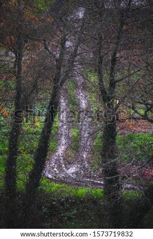 Muddy path through the field in the rain