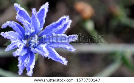 Photo of chicory flower (Cichorium intybus)  closeup. Blue daisy, blue dandelion, blue sailors. Hoar frost on the flower. Royalty-Free Stock Photo #1573730149