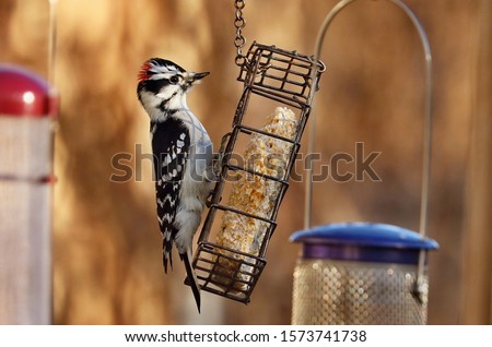  The downy woodpecker is mainly black on the upperparts and wings, with a white back, throat and belly and white spotting on the wings.  Adult males have a red patch on the back of the head. 
