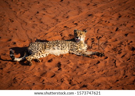 A full body image of a cheetah laying down and yawning in a conservation park with sandy background at the Kalahari Game Lodge in the Kalahari Desert in Namibia, Africa.