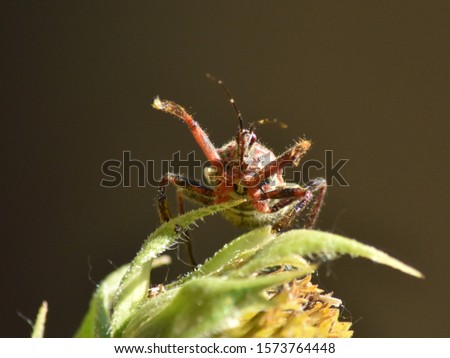 Bee assassin bug eats bees in order to  live. They are ambush predator insects who survive by consuming bees.