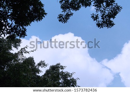 Frame tree branches against the sky background