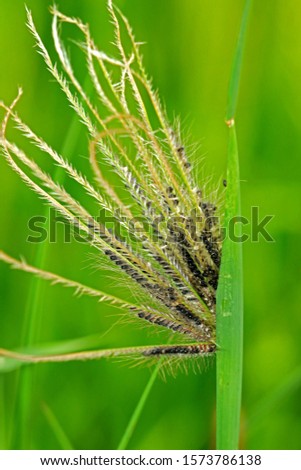 A grass flower on green field