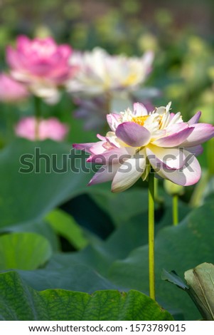 Lotus flower macro shot, summer image