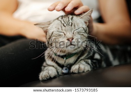 The cat is lying on the sofa with the owner petting and playing.