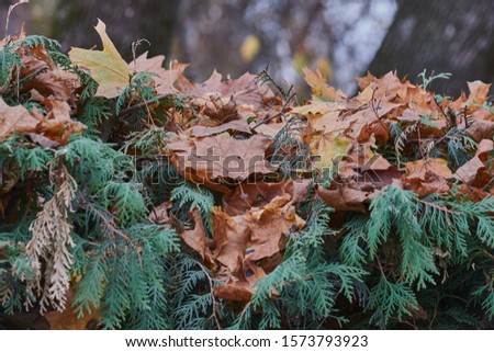 Yellow brown leaves on pine branches.