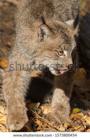 Canadian Lynx in Fall colors