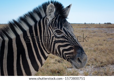 A close-up image taken on self-drive safari of a zebra with dry open landscape in the background in Etosha National Park in Namibia, Africa.