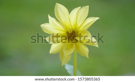 lovely yellow flowers in the himalayas mountains, himalayas beautiful flowers