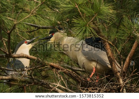 Mating behavior of a pair of night herons - black-crowned - at their rookery