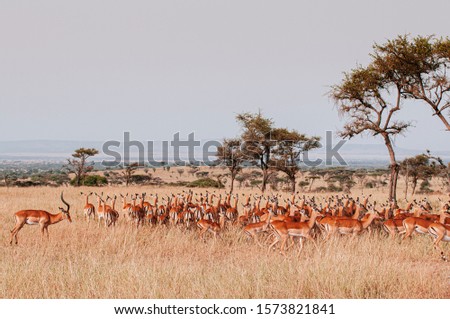 Large herd of African Impala in golden grass meadow of Serengeti Grumeti reserve Savanna forest - African Tanzania Safari wildlife trip during great migration Royalty-Free Stock Photo #1573821841