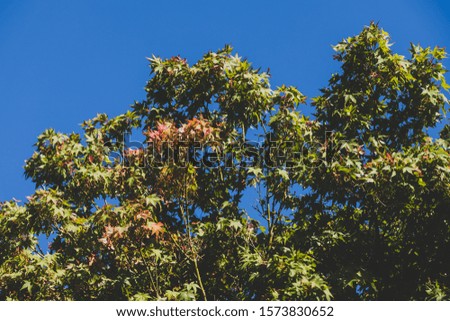 Japanese maple tree with lush green leaves outdoor in sunny backyard shot at shallow depth of field
