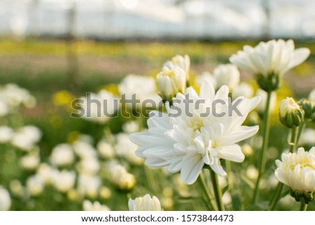 White chrysanthemum with text space for background nature concept.