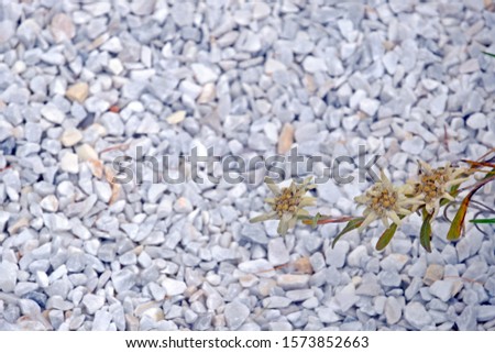 Edelweiss flowers, Leontopodium nivale, with white small stone background.