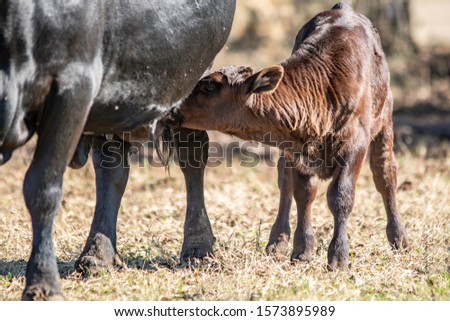 Close up  of a black Angus calf nursing on a bright sunny day