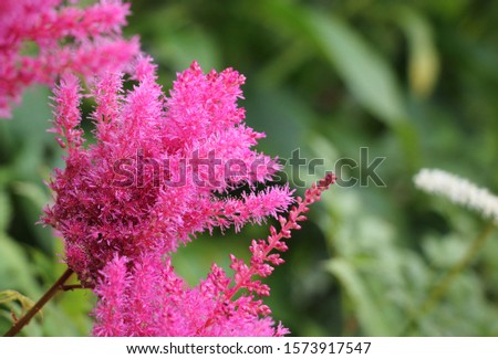flower astilbe chinensis vision in pink Royalty-Free Stock Photo #1573917547