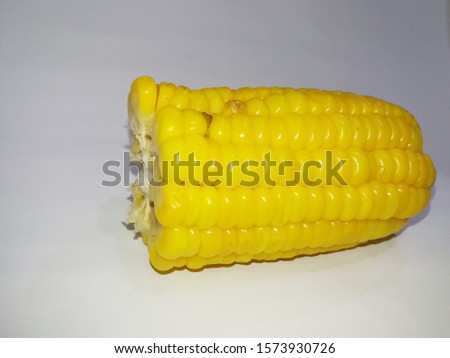 Corn is an interesting model plant