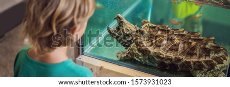 Little kid boy admire big turtles in terrarium through the glass BANNER, LONG FORMAT