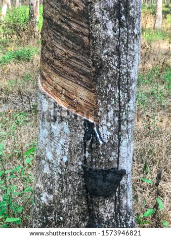 Latex from an incised rubber tree. The most important economic agriculture in Thailand