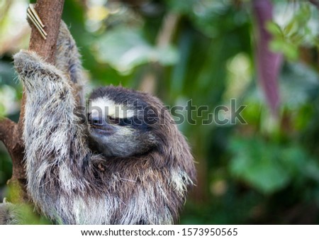 Dallas, Texas / US - November 10 2019: A three toed sloth hangs in a tree with a cool and demure look on his face.