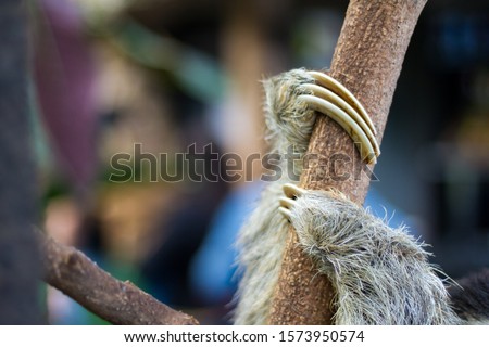 Dallas, Texas / US - November 10 2019: A three toed sloth hangs in a tree by their adorable hands and feet.  