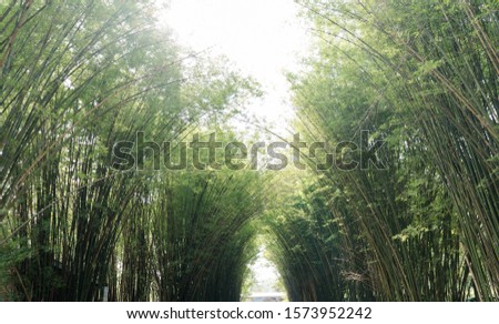 Nature landscape view of bamboos branch with natural light in blur style. Beautiful green leaves and tree with bokeh in tropical forest. Growing bamboo border design over blurred sunny background