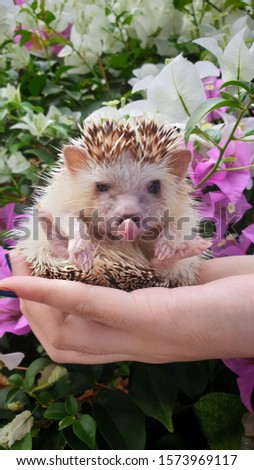 A lovely african pygmy hedgehog on owner hand.