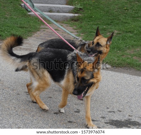 Two dogs walking on a concrete path on leashes