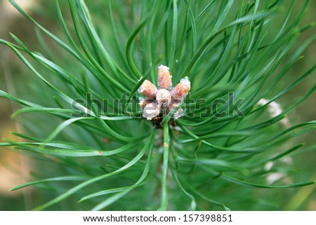 Brightly green prickly branches of a fur-tree or pine