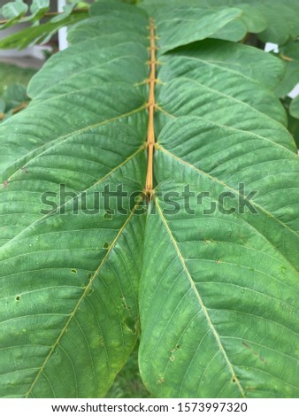 Vertical view of a tropical plants leaves with perspective closer to the front of the plant- beautiful veins