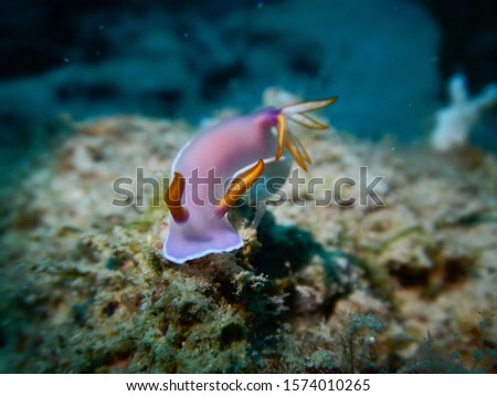 Hypselodoris bullocki nudibranch/sea slug. Picture was taken at Pramuka Island