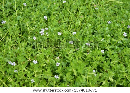 Bacopa monnieri Herbaceous plant, short stems, branching around the base of the branch that will spreading along the ground. This plant species often grow in sandy soil in general. Blooming very beaut